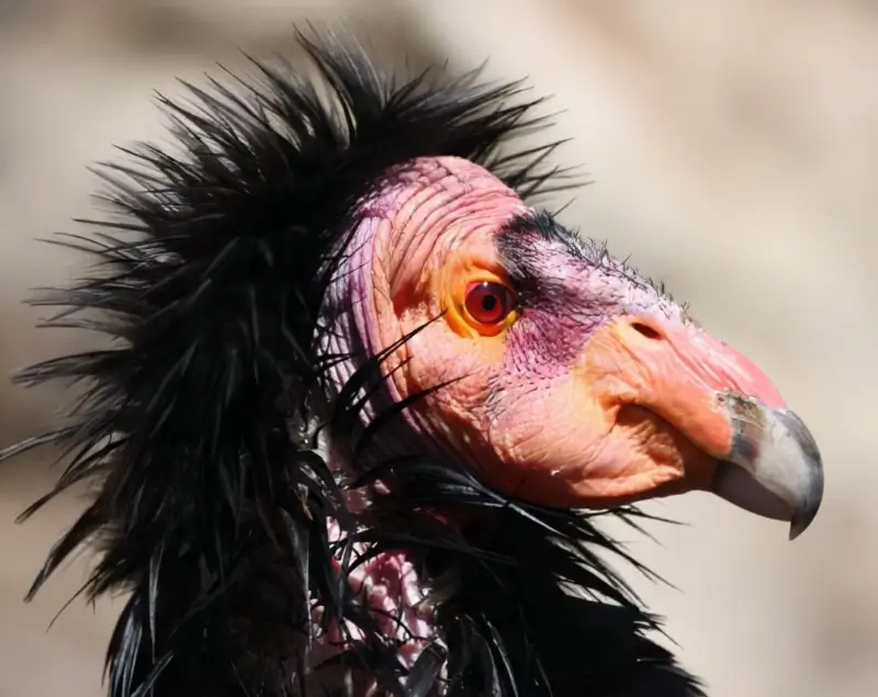 california condor